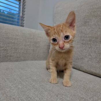 Nemo -  Domestic Short Hair Cat for Adoption in Gainesville, Florida - Nemo | PetCurious