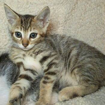 Tula -  Domestic Short Hair Cat for Adoption in Los Angeles, California - Tula | PetCurious