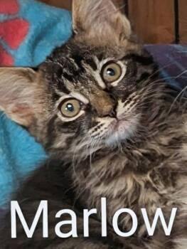 Rescue Domestic Long Hair Cats for Adoption in Sonora, California - Marlow | PetCurious