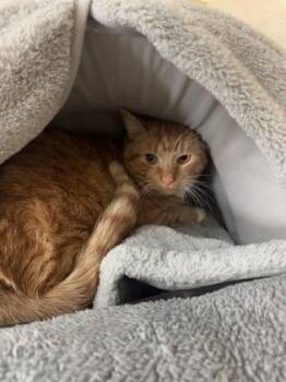 Easter -  Calico Cat for Adoption in Salem, New Hampshire - Easter | PetCurious