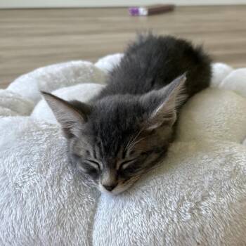 Frenchie -  Domestic Short Hair Cat for Adoption in Spokane, Washington - Frenchie | PetCurious