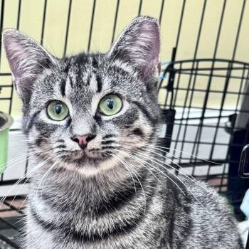 Rescue Domestic Short Hair Cats for Adoption in Morganton, North Carolina - Ruby | PetCurious