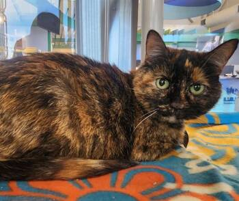 Domestic Short Hair Cats Available for Adoption - IGGY | PetCurious