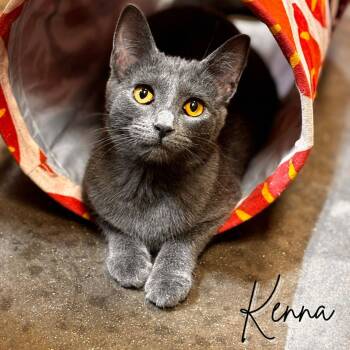 Rescue Domestic Short Hair Cats for Adoption in Janesville, Wisconsin - Kenna | PetCurious