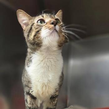 Pudding -  Domestic Short Hair Cat for Adoption in New York, New York - Pudding | PetCurious