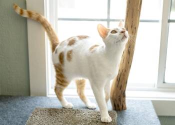 Prince QR -  Domestic Short Hair Cat for Adoption in Buford, Georgia - Prince QR | PetCurious