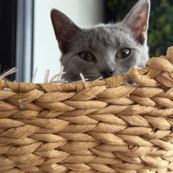 Pez (Pepsi) Bowers -  Domestic Short Hair Cat for Adoption in Woodstock, Virginia - Pez (Pepsi) Bowers | PetCurious