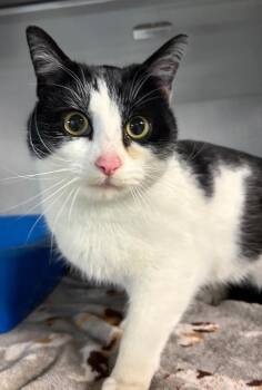 Domestic Short Hair Cats Available for Adoption - Oink | PetCurious