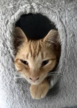 Floki -  Domestic Short Hair and Tabby Cat for Adoption in Island Lake, Illinois - Floki | PetCurious