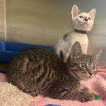 Butterball -  Domestic Short Hair Cat for Adoption in East Hanover, New Jersey - Butterball | PetCurious