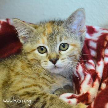 Esmeralda -  Domestic Short Hair Cat for Adoption in Cheyenne, Wyoming - Esmeralda | PetCurious