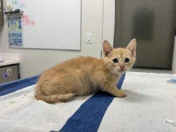 I Love That Place -  Domestic Short Hair Cat for Adoption in Kansas City, Missouri - I Love That Place | PetCurious