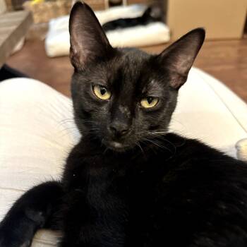 Rescue Domestic Short Hair Cats for Adoption in Los Angeles, California - Decklyn | PetCurious