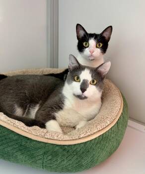 Flora & Foxie (kittens) -  Domestic Short Hair Cat Available for Adoption in Alexandria, Virginia - Flora & Foxie (kittens) | PetCurious