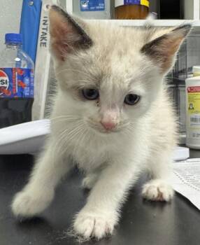 Dove -  Domestic Short Hair Cat for Adoption in St. Cloud, Minnesota - Dove | PetCurious