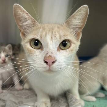 ARIEL -  Domestic Short Hair Cat for Adoption in Kyle, Texas - ARIEL | PetCurious