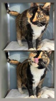 Domestic Short Hair Cats Available for Adoption in Westminster, Maryland - SASHA | PetCurious