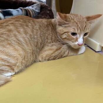 Sampson -  Domestic Short Hair Cat for Adoption in Gladstone, Oregon - Sampson | PetCurious