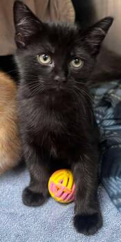 Rescue Domestic Short Hair Cats for Adoption in Cloquet, Minnesota - Oswald Cobblepot | PetCurious