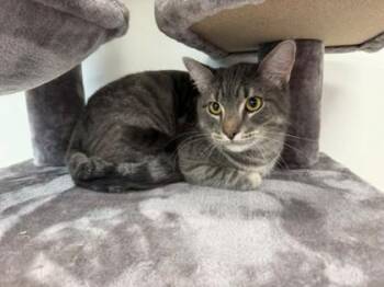Gravy -  Domestic Short Hair Cat for Adoption in Daphne, Alabama - Gravy | PetCurious
