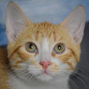 Carrot -  Tabby and Domestic Short Hair Cat for Adoption in Huntley, Illinois - Carrot | PetCurious