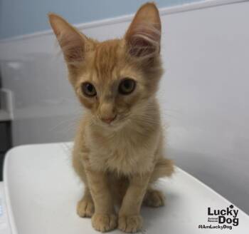 Chai -  Domestic Medium Hair Cat for Adoption in Washington, District Of Columbia - Chai | PetCurious