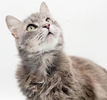 Maine Coon and Tabby Cats Available for Adoption in Bedford Hills, New York - Obsidian Is OMG Adorable!!  Video Of This THERAPY Sweet Boy Too! | PetCurious