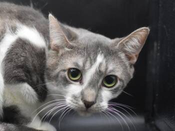 Bookshelf -  Domestic Short Hair Cat for Adoption in Portland, Oregon - Bookshelf | PetCurious