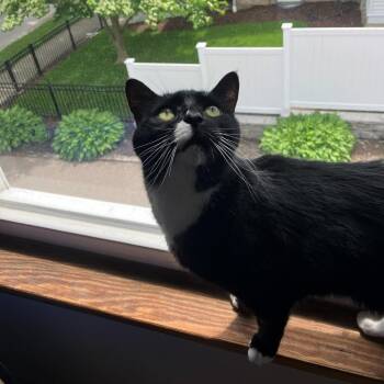 Marley & Rae -  Domestic Short Hair Cat for Adoption in Ashland, Massachusetts - Marley & Rae | PetCurious