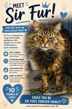 Domestic Long Hair and Tabby Cats Available for Adoption in Greenville, Delaware - Sir Fur: DLH (FCID# 04/15/2026 - 52 Trainer) | PetCurious
