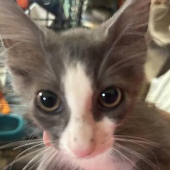 Beto -  Domestic Short Hair Cat for Adoption in League City, Texas - Beto | PetCurious