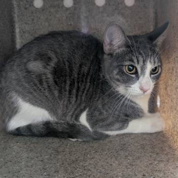 Jean Grey -  Domestic Short Hair Cat for Adoption in Reno, Nevada - Jean Grey | PetCurious