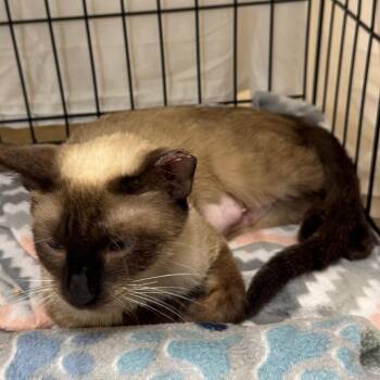 Strawberry -  Siamese Cat for Adoption in New York, New York - Strawberry | PetCurious