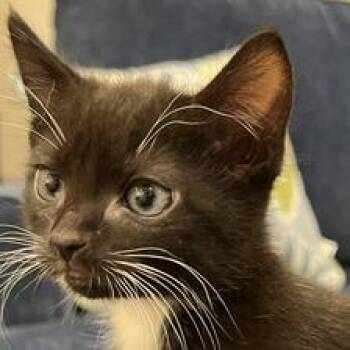 Tux -  Domestic Medium Hair Cat for Adoption in Cumming, Georgia - Tux | PetCurious