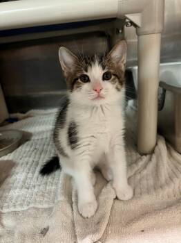 Hammond CA-195/26 -  Domestic Short Hair Cat for Adoption in Burlington, Ontario - Hammond CA-195/26 | PetCurious