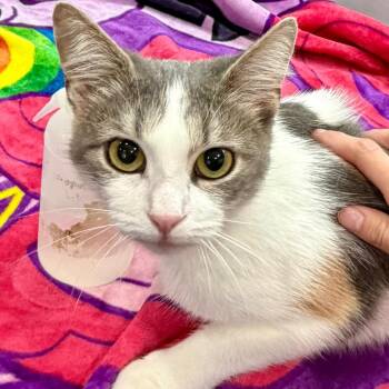 Diana -  Domestic Short Hair Cat for Adoption in Fairmont, West Virginia - Diana | PetCurious