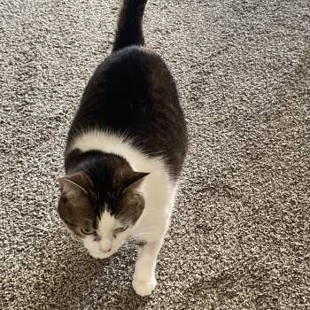 Rescue Domestic Medium Hair Cats for Adoption - Artemis OS 1015 | PetCurious