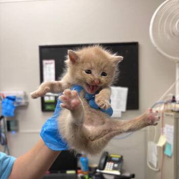 Frito Pie -  Domestic Short Hair Cat for Adoption in Columbiana, Alabama - Frito Pie | PetCurious