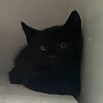 Rescue Domestic Short Hair Cats for Adoption in Hemet, California - Pepper | PetCurious