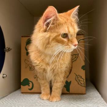 Murph -  Domestic Long Hair Cat for Adoption in Fairport, New York - Murph | PetCurious