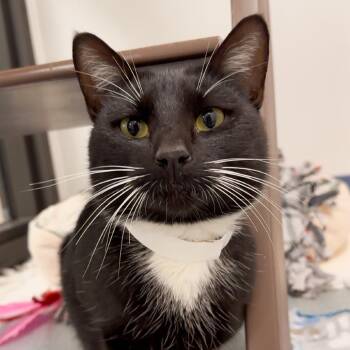 Domestic Short Hair Cats Available for Adoption in West Palm Beach, Florida - Cameron | PetCurious