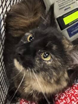 Macy -  Domestic Short Hair Cat for Adoption in Des Moines, Iowa - Macy | PetCurious