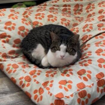 Rescue Domestic Short Hair Cats for Adoption in Pleasant Hill, Missouri - Buster | PetCurious