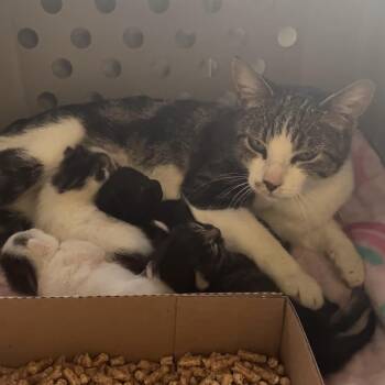 Aladin -  Domestic Short Hair Cat for Adoption in Spokane, Washington - Aladin | PetCurious