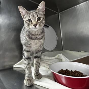 Cloud -  Domestic Short Hair Cat for Adoption in Newark, New Jersey - Cloud | PetCurious