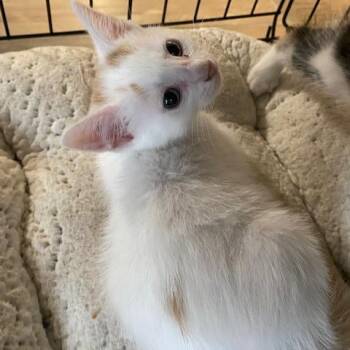 Blizzard -  Domestic Short Hair Cat for Adoption in Dayton, Ohio - Blizzard | PetCurious