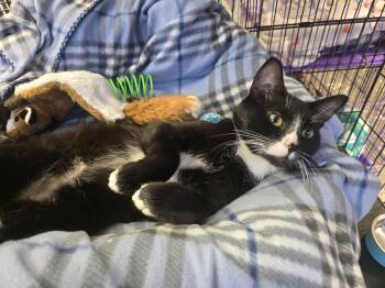Domestic Short Hair Cats Available for Adoption in Hamburg, New York - Boots  | PetCurious