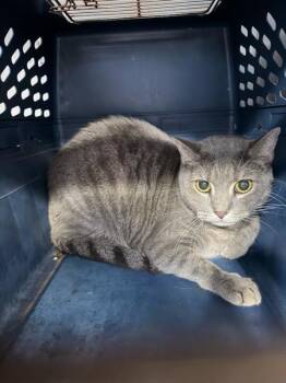 MADDIE -  Domestic Short Hair Cat for Adoption in Charlotte, North Carolina - MADDIE | PetCurious