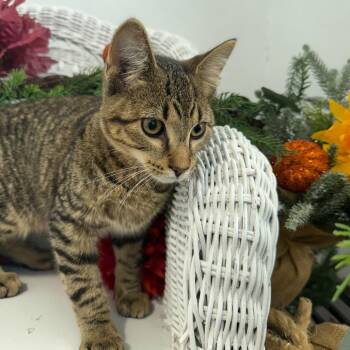 Pounce Swan 56724 -  Domestic Short Hair Cat for Adoption in Eaton Rapids, Michigan - Pounce Swan 56724 | PetCurious