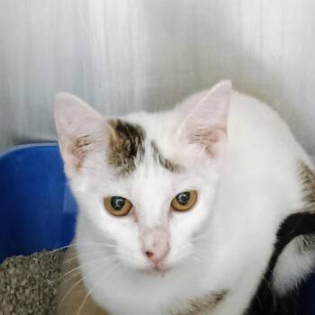 Peggy Jo -  Domestic Short Hair Cat for Adoption in Palestine, Texas - Peggy Jo | PetCurious